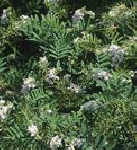 Goat Weed